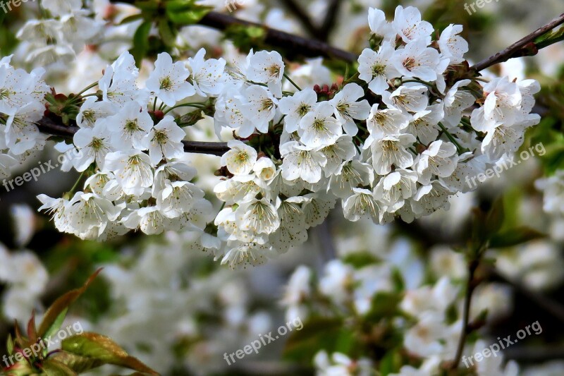 Cherry Cherry Blossom White Blossom Blossoms Flowering Twig