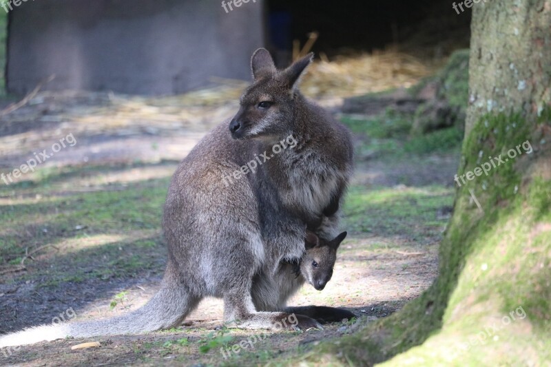 Wallaby Baby Pouch Spring New Forest