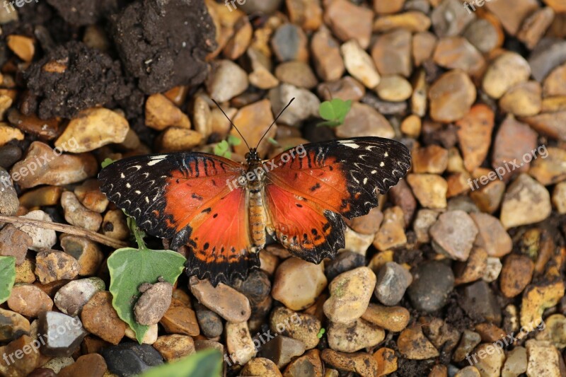 Butterfly Spring New Forest Nature Insect