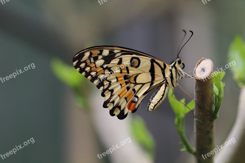 Butterfly Spring New Forest Nature Insect