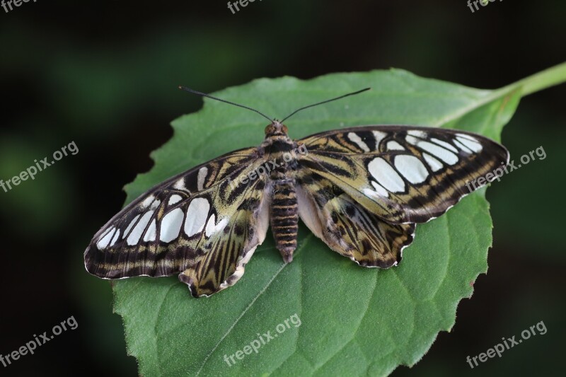 Butterfly Spring New Forest Nature Insect