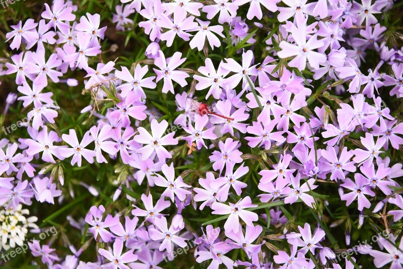 Spring Garden Discounts Purple Blütenmeer