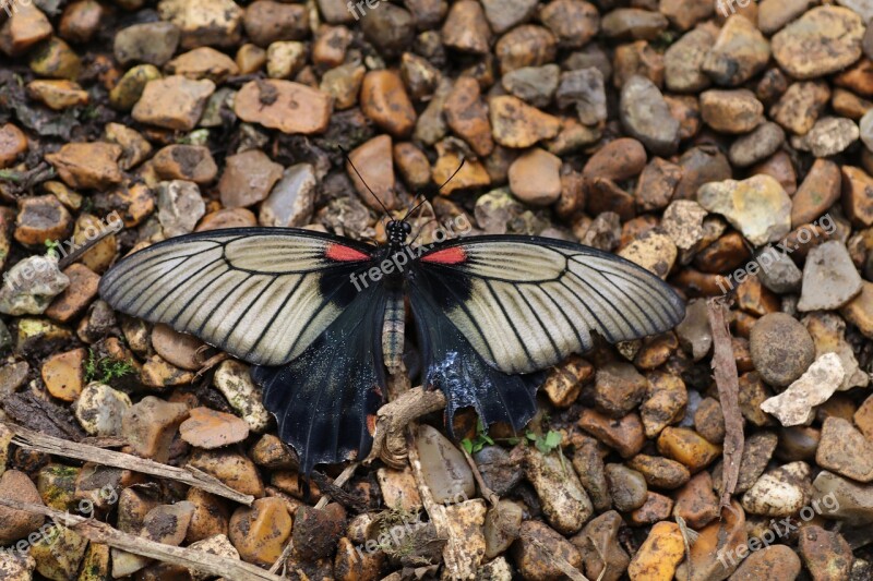 Butterfly Spring New Forest Nature Insect