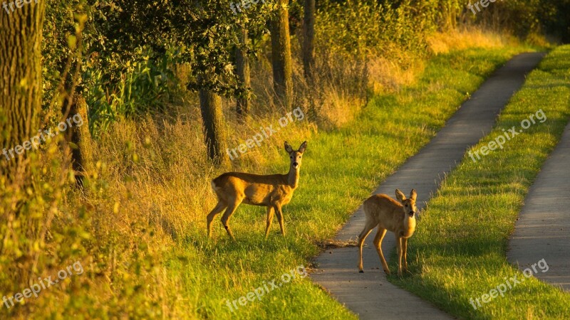 Deer Kitz Ricke Away Wild