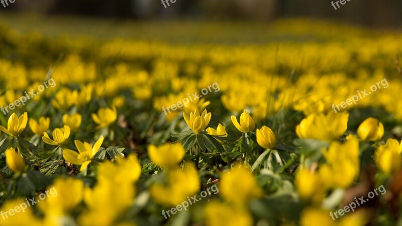 Winterling Flowers Yellow Spring Hahnenfußgewächs