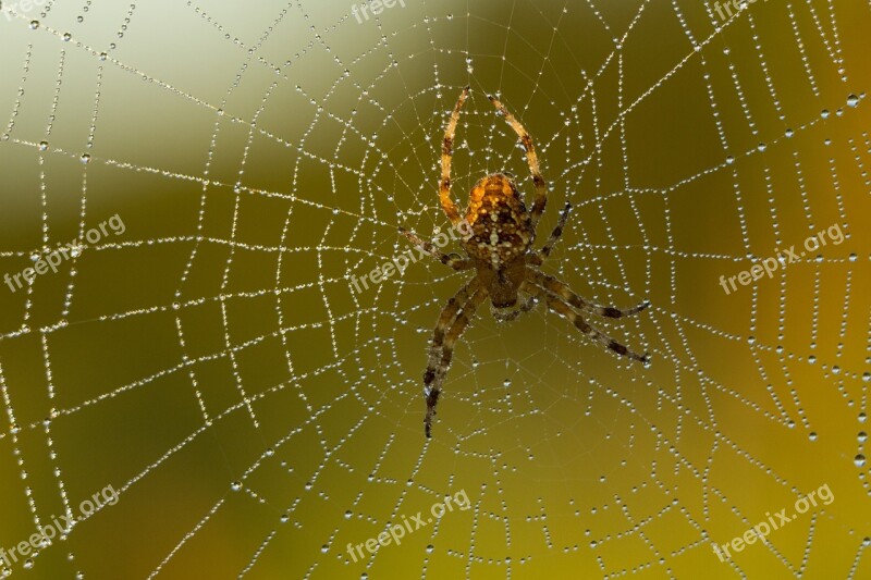 Spider Cobweb Close Up Araneus Arachnid