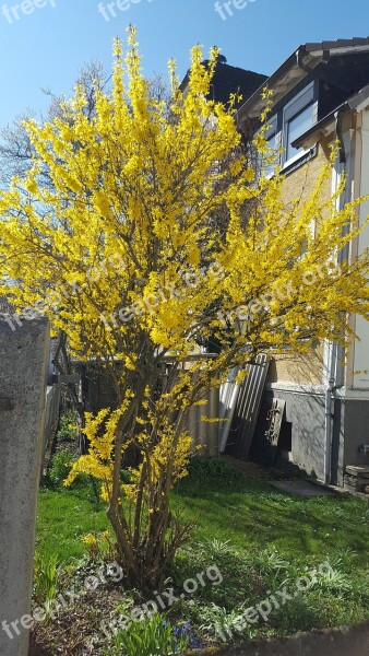 Yellow Bush In The Bloom Free Photos