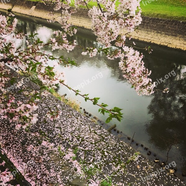 Pink Cherryblossom Sakura Flower Kumamoto