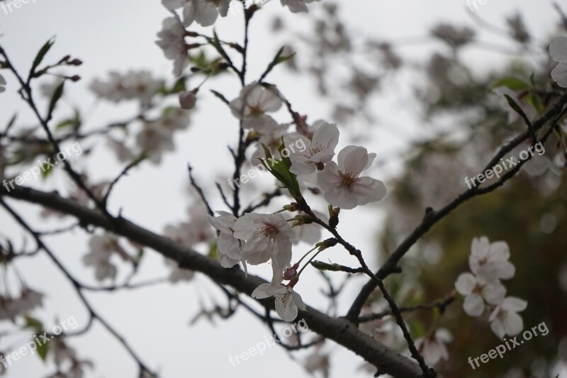 The Scenery Plum Blossom Cloudy Day Free Photos