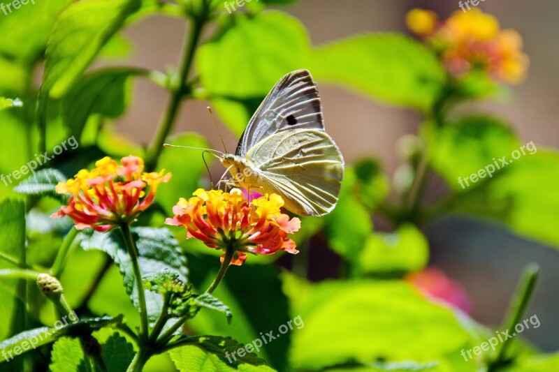 Butterfly Colors Silhouette Lantana Flowers