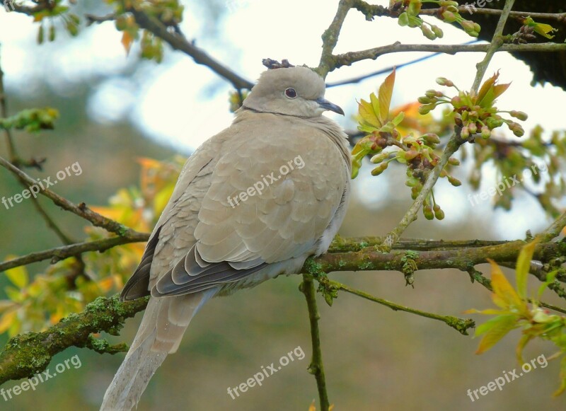 Collared Turtle Dove Dove Bird Nature