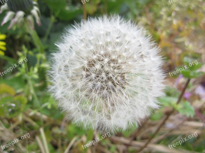 Dandelion Fluff White Natural Free Photos