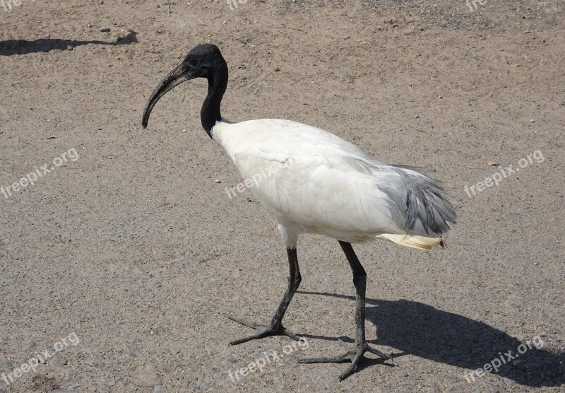 Bird Ibis Black-headed Ibis Oriental White Ibis Threskiornis Melanocephalus