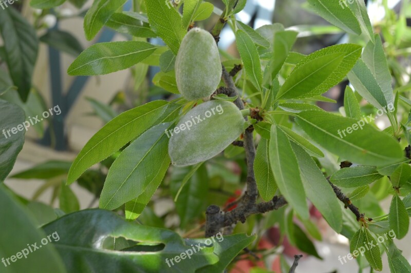 Almond Almond Tree Flowers Spring Fruit Tree