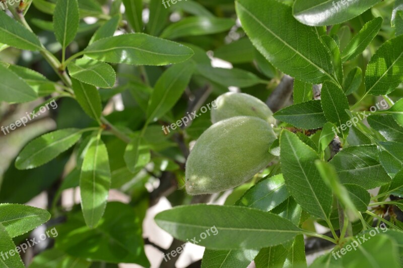 Almond Almond Tree Flowers Spring Fruit Tree