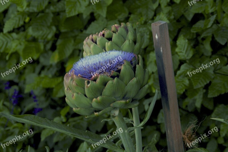 Artichoke Blossom Bloom Artichoke Plant Purple