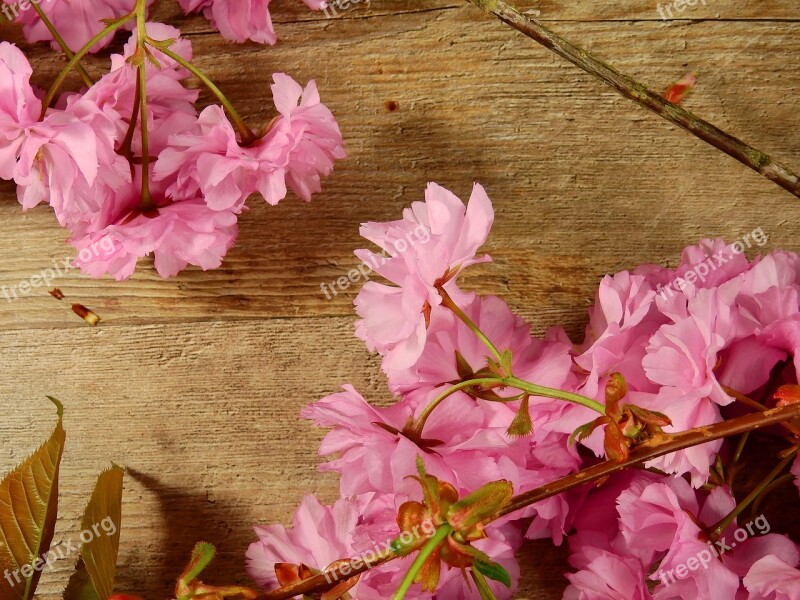 Flowers Bloom Pink Flower Tree