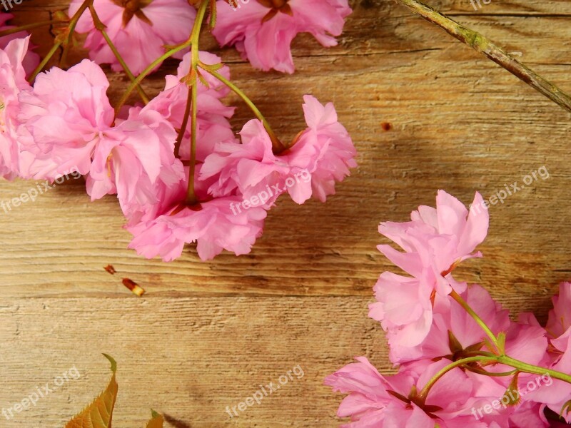 Flowers Bloom Pink Flower Tree