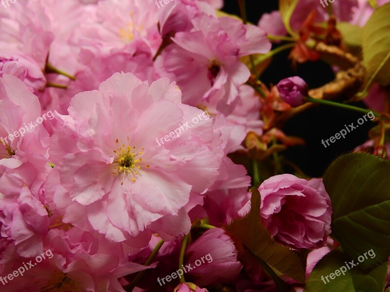 Flowers Bloom Pink Flower Tree