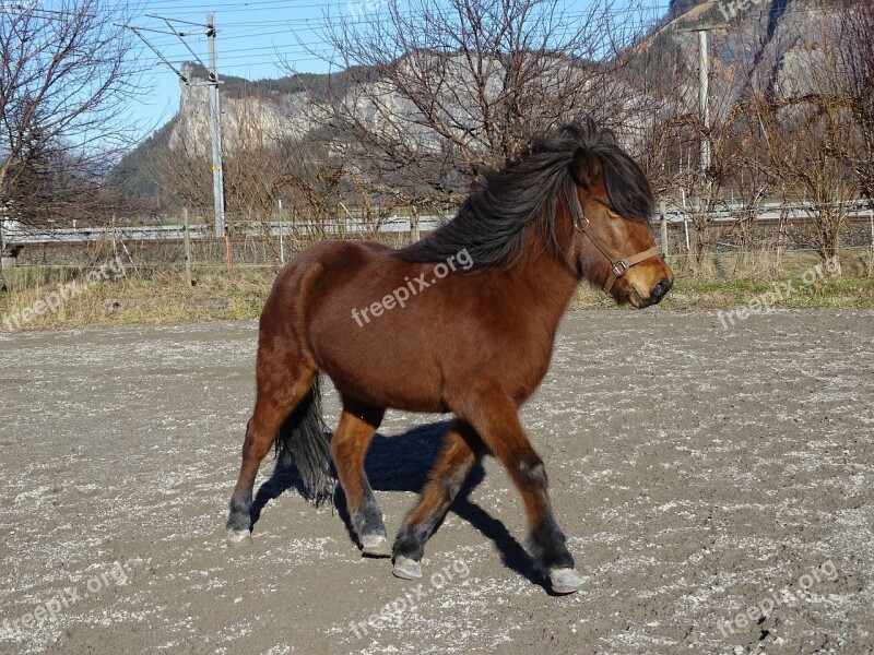 Icelanders Horse Iceland Horse Pony Equestrian