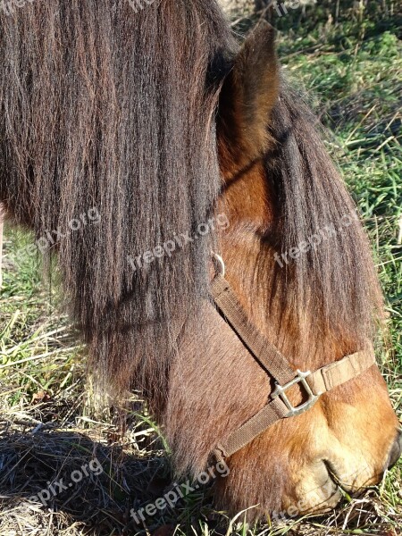 Icelanders Horse Head Pony Free Photos