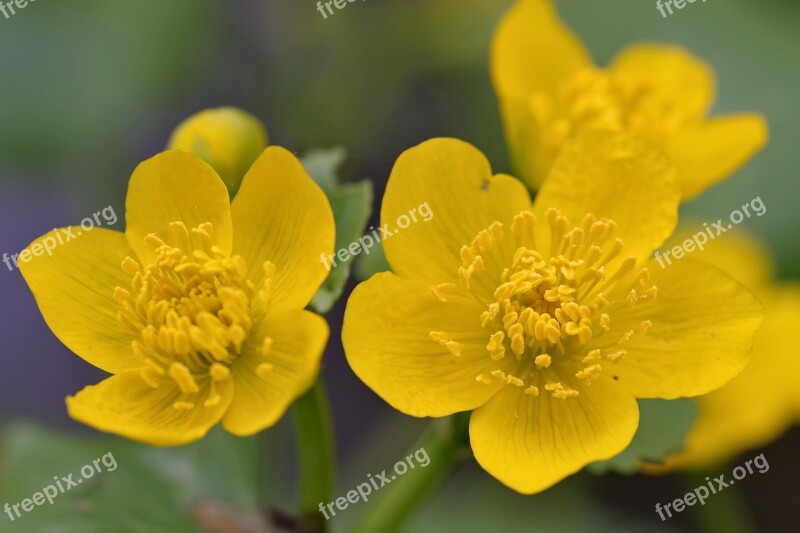 Kaczeniec Knieć Flower Yellow Spring