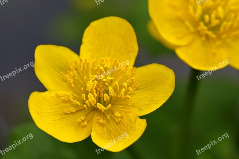 Kaczeniec Knieć Marsh Flower Yellow