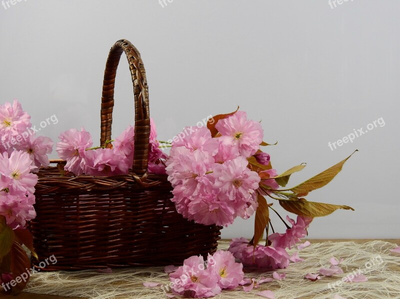 Flowers Bloom Pink Flower Tree