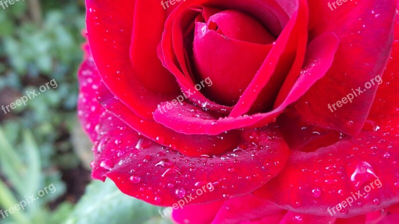 Red Rose Dew Rose Blooms Red Rose