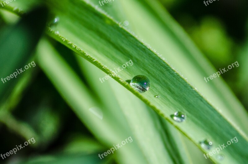 Leaf Drop Water Fresh Plant