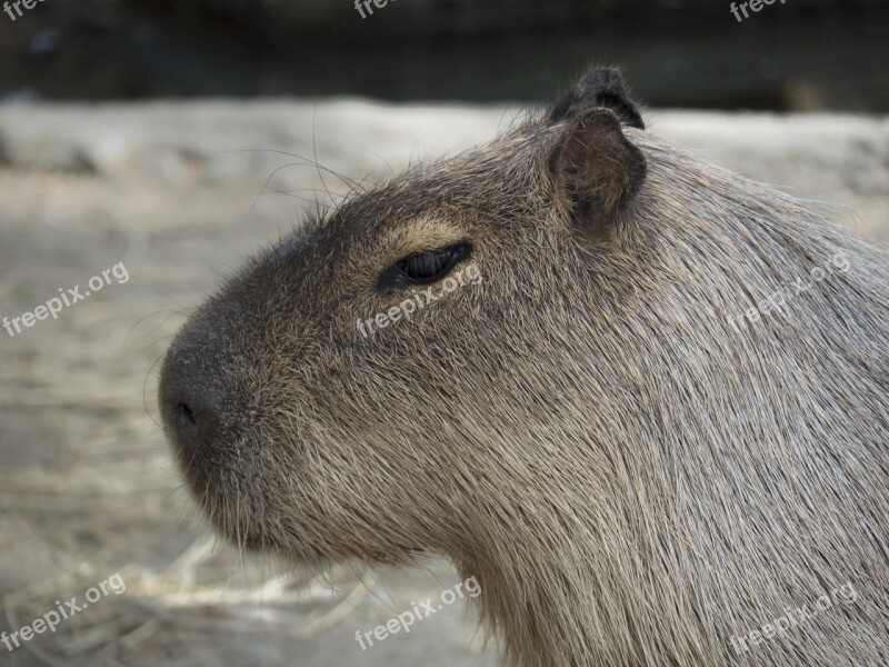 Capybara Rodent Giant Rodent Giant Take It Easy