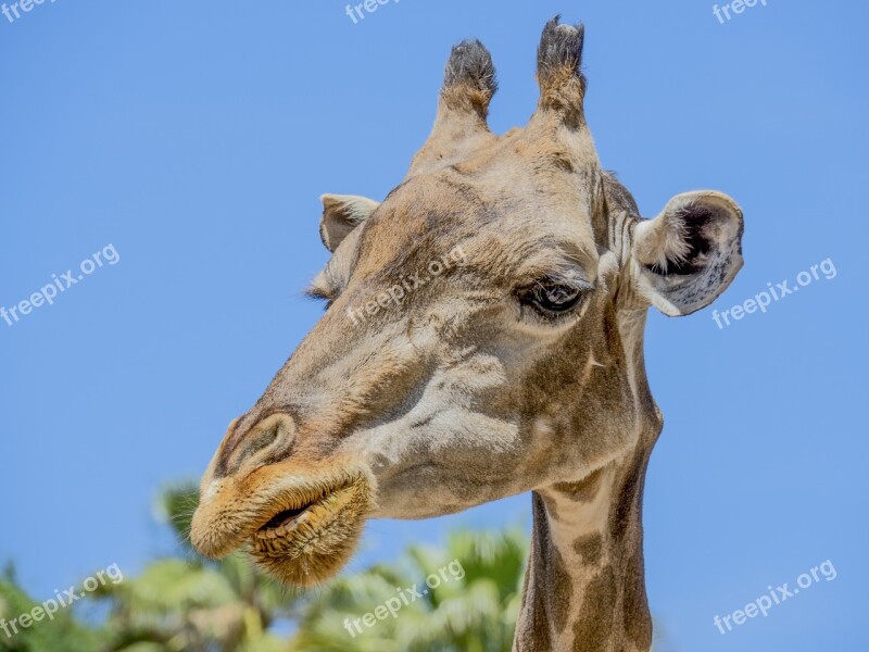 Giraffe Animal Neck Eating Animals