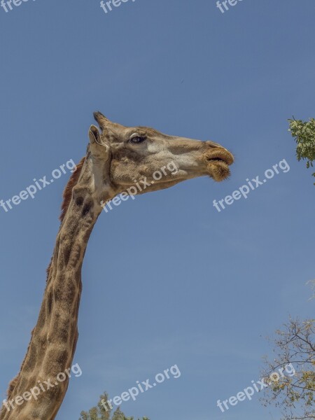 Giraffe Animal Neck Eating Animals