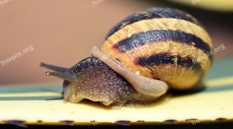 Snail Shell Close Up Nature Reptile