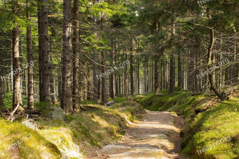 Forest Forest Solitude Hiking Poland Giant Mountains