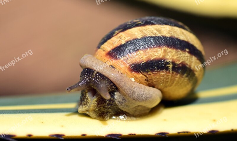 Snail Shell Close Up Nature Reptile