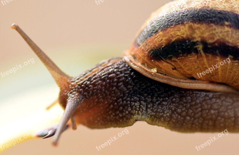 Snail Shell Close Up Nature Reptile