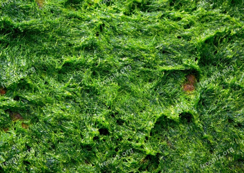 Alga Algae Seaweed Plant Texture