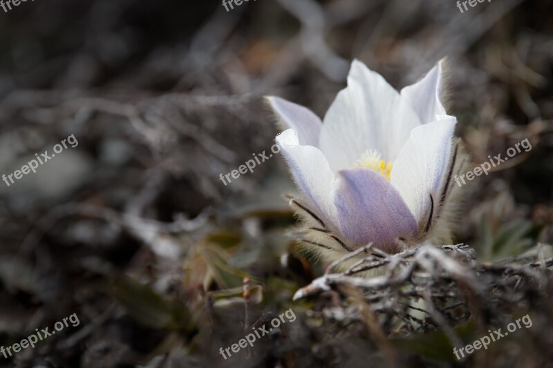 Anemone Pasqueflower Flower Blossom Bloom