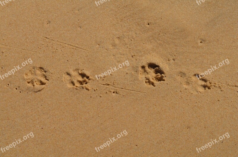 Paraty Beach Dog Free Photos