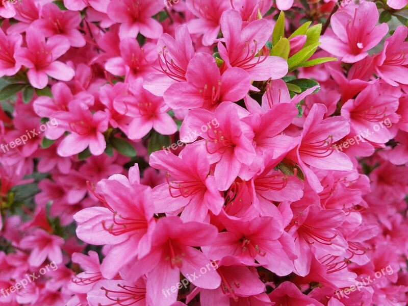 Spring Pink Flower Pink Flowers Free Photos