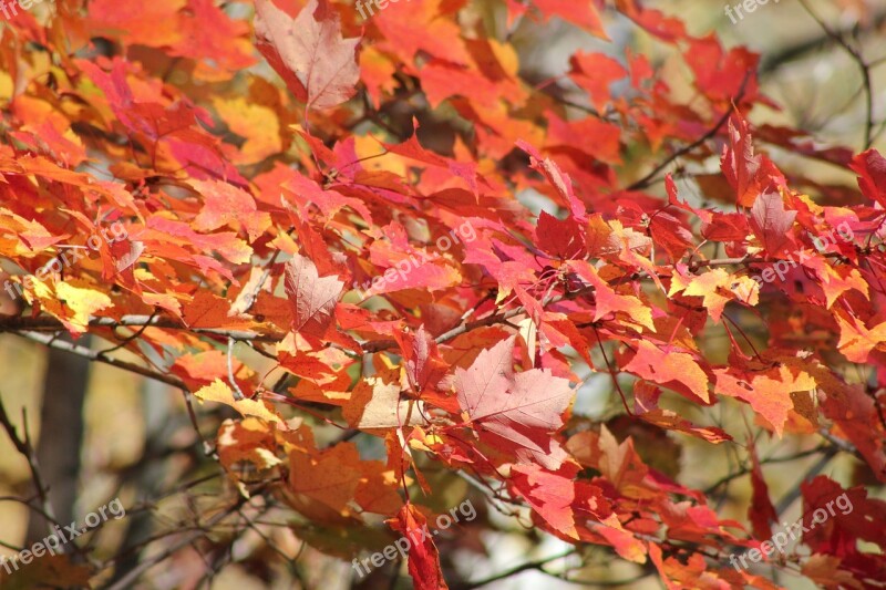 Fall Backdrop Autumn Nature Forest