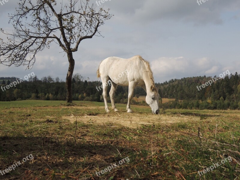 Horse Fall Autumn Animal Equine