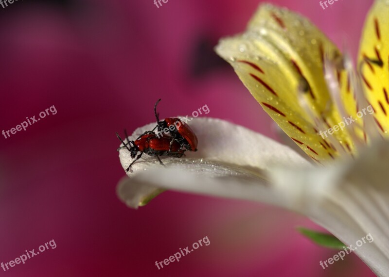 Petals Insecta Multiplication Pair Flower