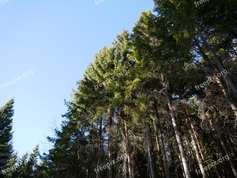 Forest Trees Landscape Conifers Tree Trunks