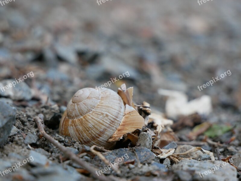 Snail Shell Casing Nature Animals