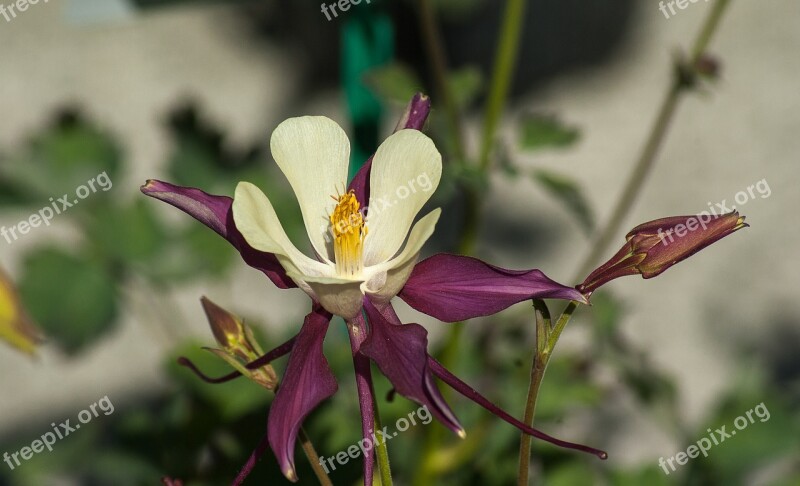 Flower Columbine Petals Flowering Free Photos