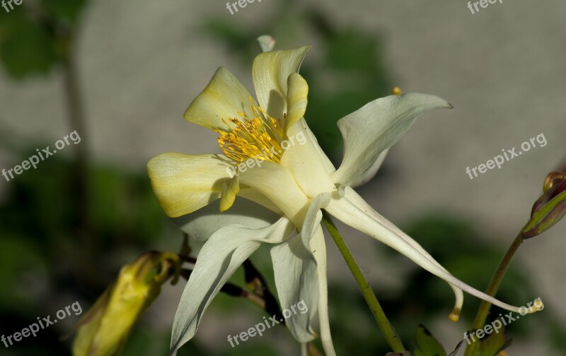 Flower Columbine Petals Flowering Free Photos