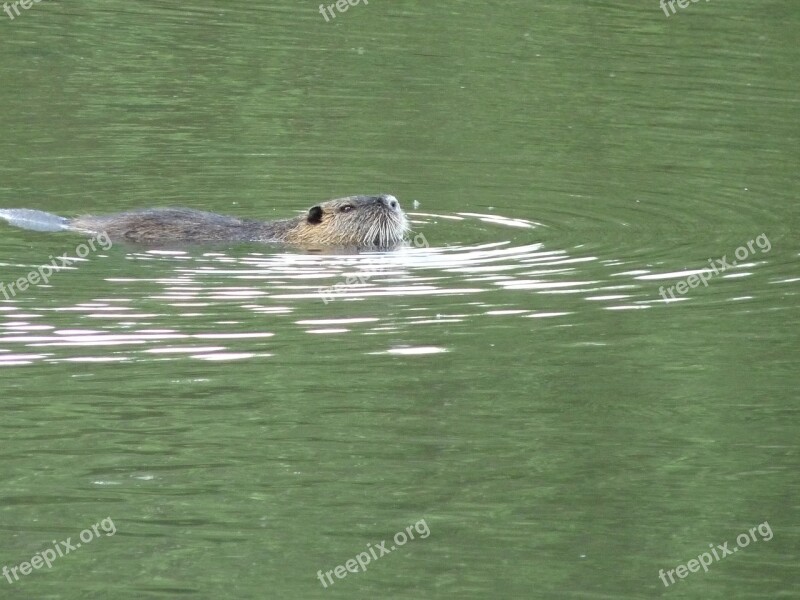 Nutria Lake Nature Free Photos