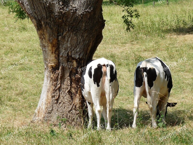 Cows Pollarded Willow Meadow Free Photos